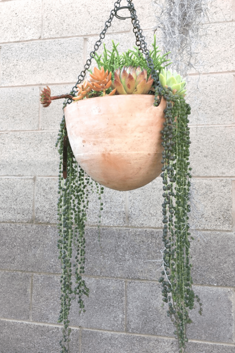 many succulents in one hanging planter outdoors