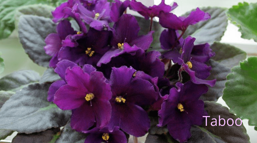 taboo cultivar african violet