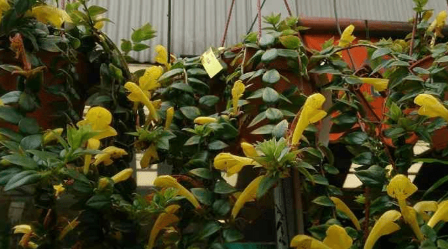 yellow tangerine lipstick plant indoors