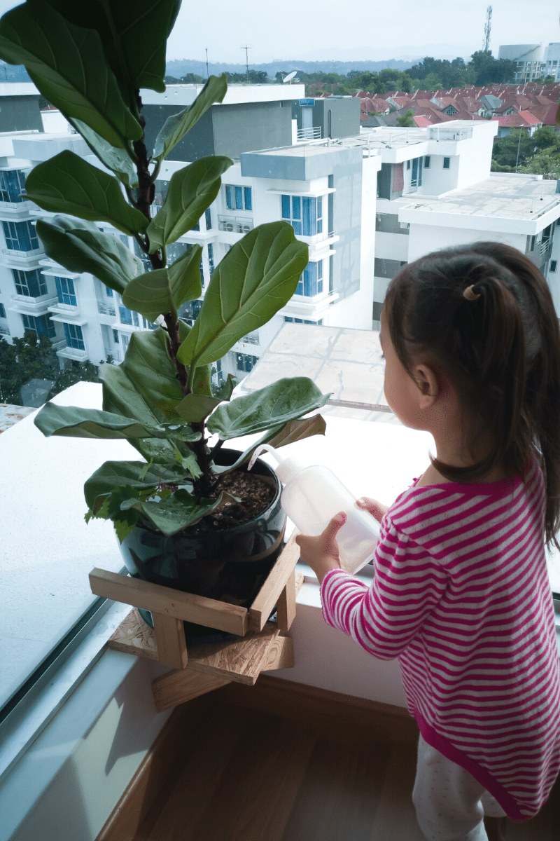 small girls waters indoor ficus lyrata fiddle leaf fig in front of apartment windows in city