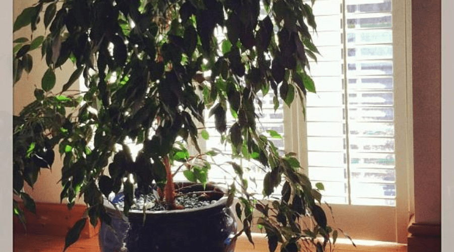 weeping fig indoor potted tree backlit from sunny window