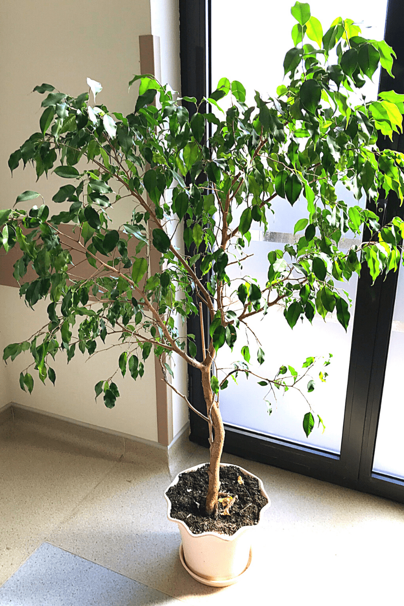 indoor weeping fig tree ficus benjamina in ideal light
