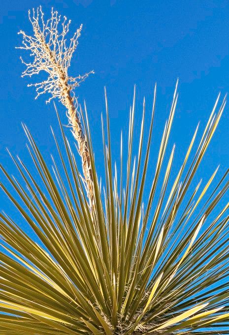 Yucca Guide: How to Care for a Yucca Plant Indoors or Outside