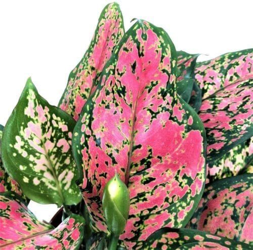 Pink Evergreen Chinese Evergreen Guide: How to Care for an Aglaonema Plant