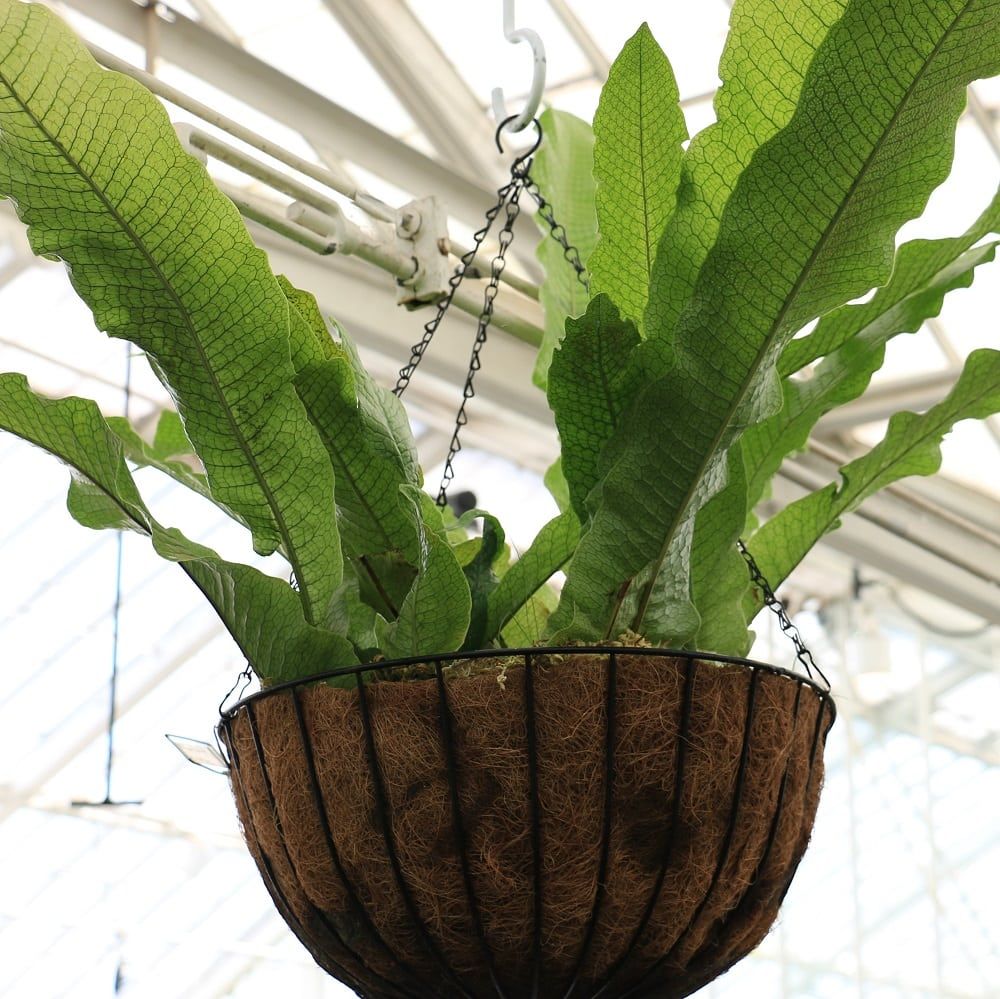 crocodile fern in hanging coco coir basket in greenhouse