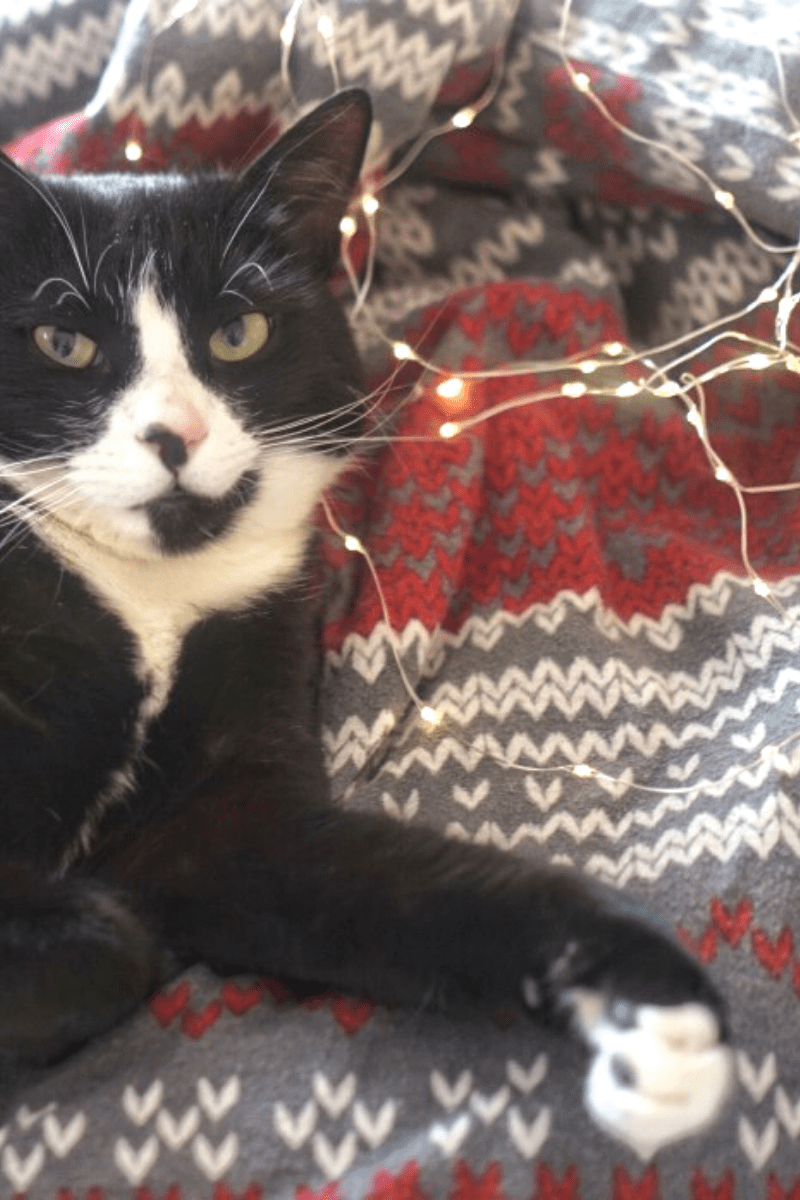 tuxedo cat on knit print blanket with white LED Christmas lights