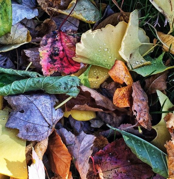 autumn, leaves, fall, dried leaves, fall leaves, raking, leaf pile, earth tone