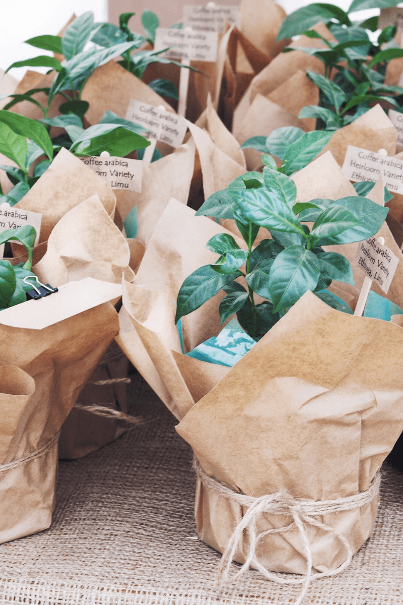 many coffee plants in paper-wrapped planters for sale