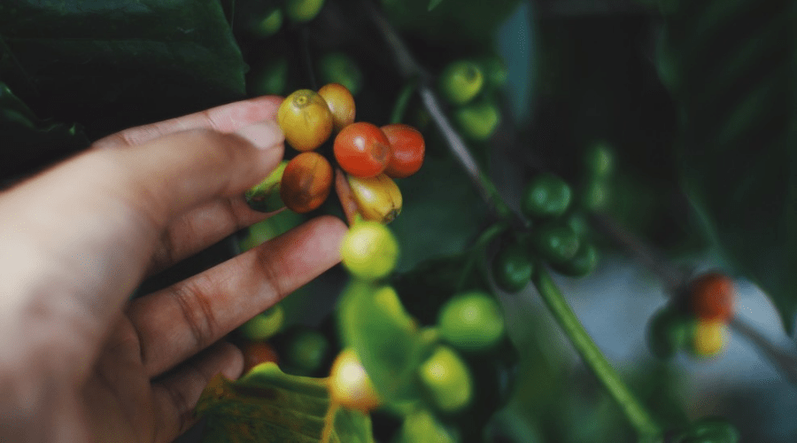 coffee berries on a live coffea plant in hand