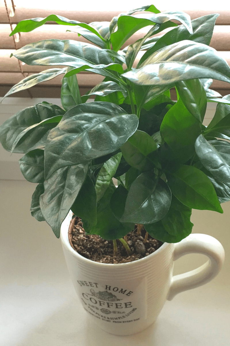 coffea arabica houseplant indoors in mug on windowsill