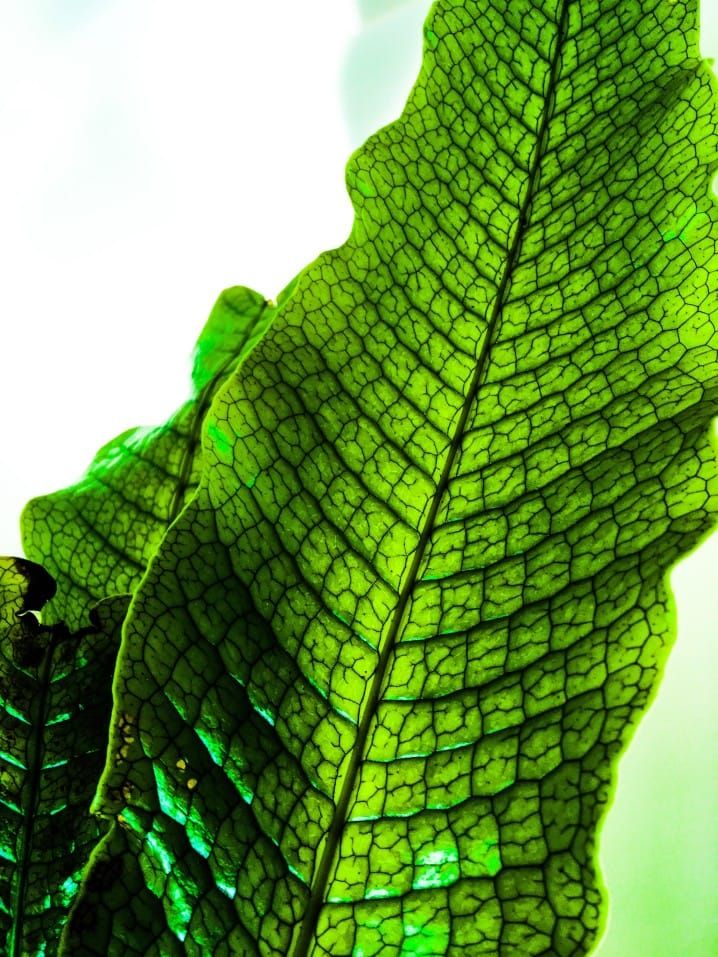 crocodile fern foliage closeup of scale vein texture on leaves