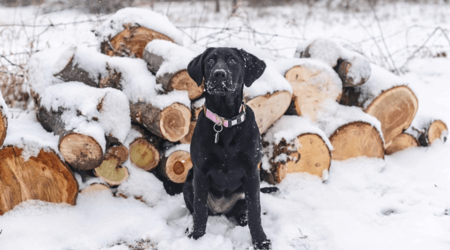 a black lab dog standing in front of cut logs in the snow