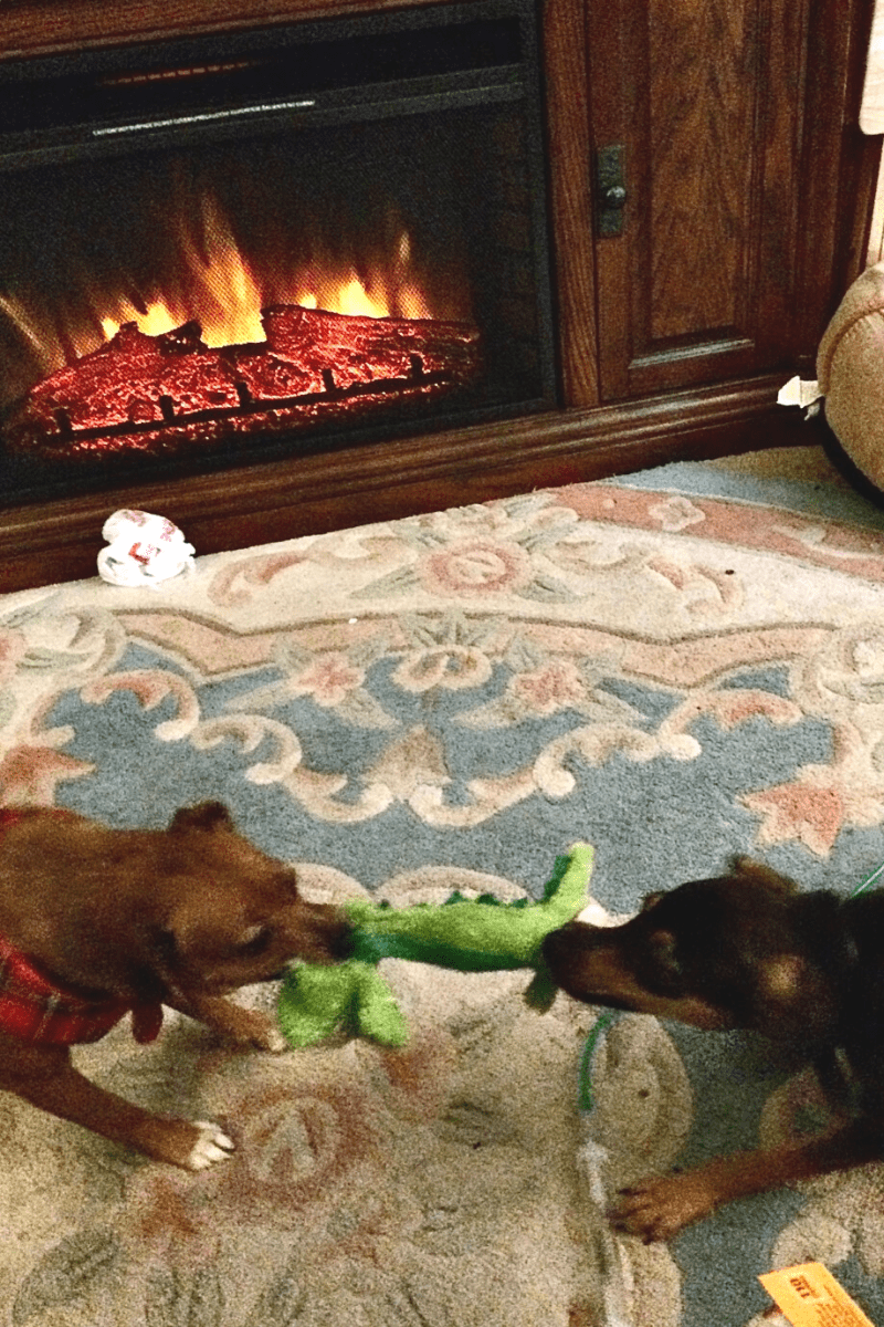 dogs playing tug of war in front of an electric fireplace