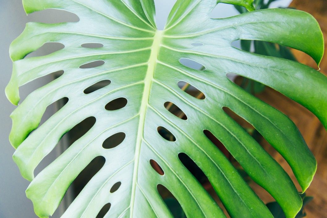 Exotic tropical Monstera split leaf philodendron foliage closeup