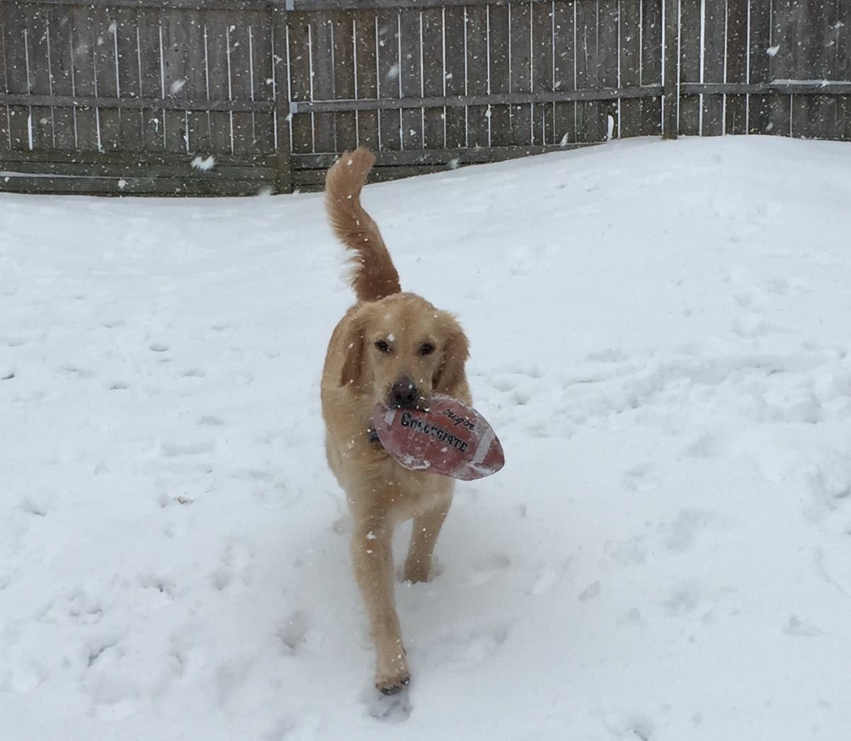 snow games football with golden retriever outdoors winter with fence in background