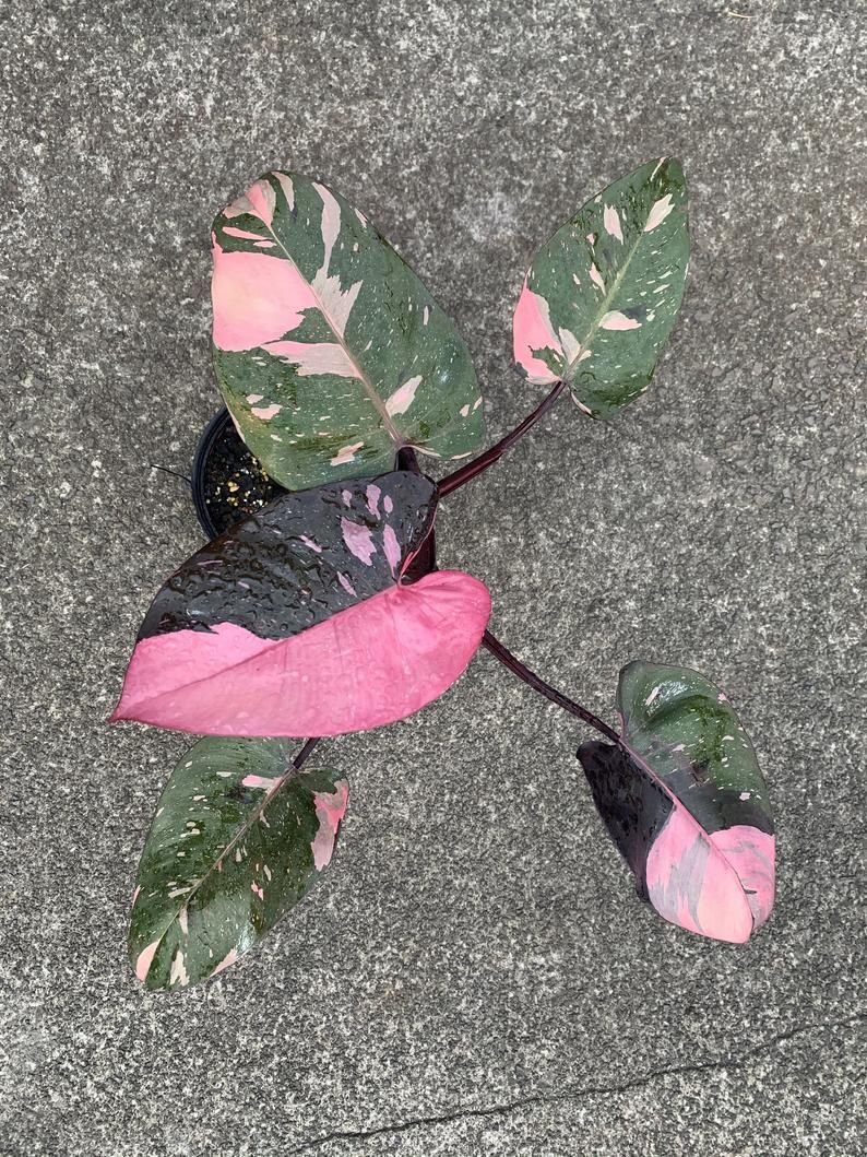 half moon pink philodendron mother plant etsy