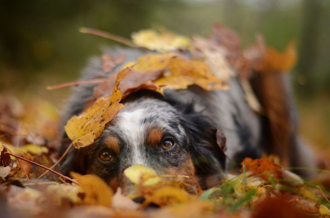 dog relaxing in pile of leaves in autumn pet tax wide leaf raking hacks