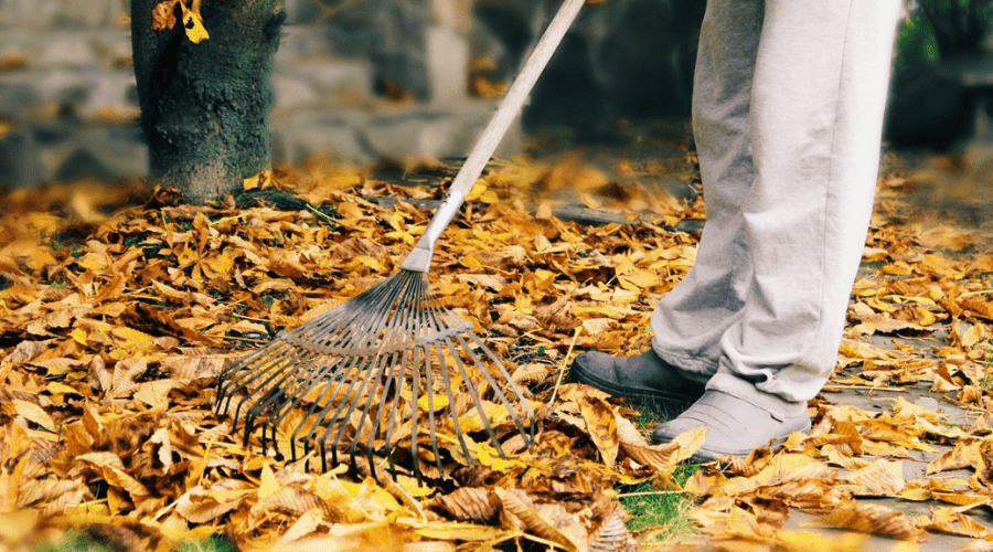 raking dry leaves from grass in autumn