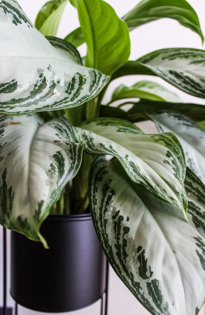 silver bay chinese evergreen in pot on black planter stand