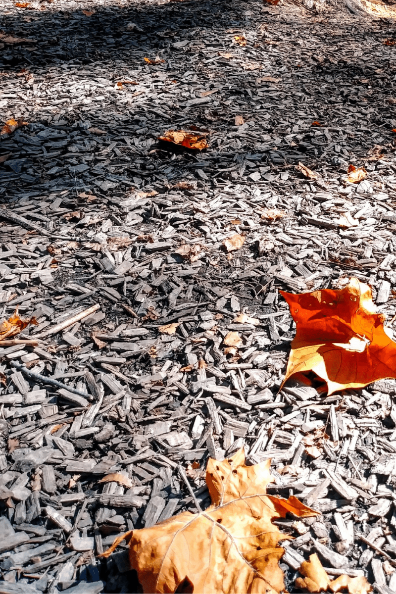 leaf raking hacks tall mulch unlight revealing the dried fallen autumn leaves on top of mulch