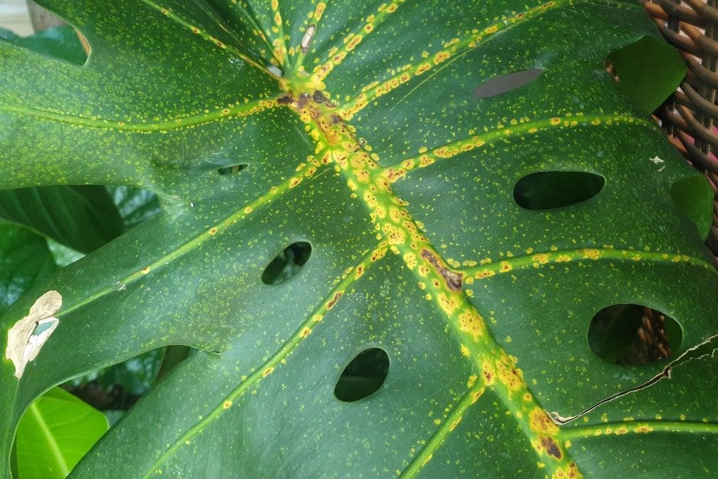 closeup of leaf spot bacterial disease on split leaf philodendron foliage