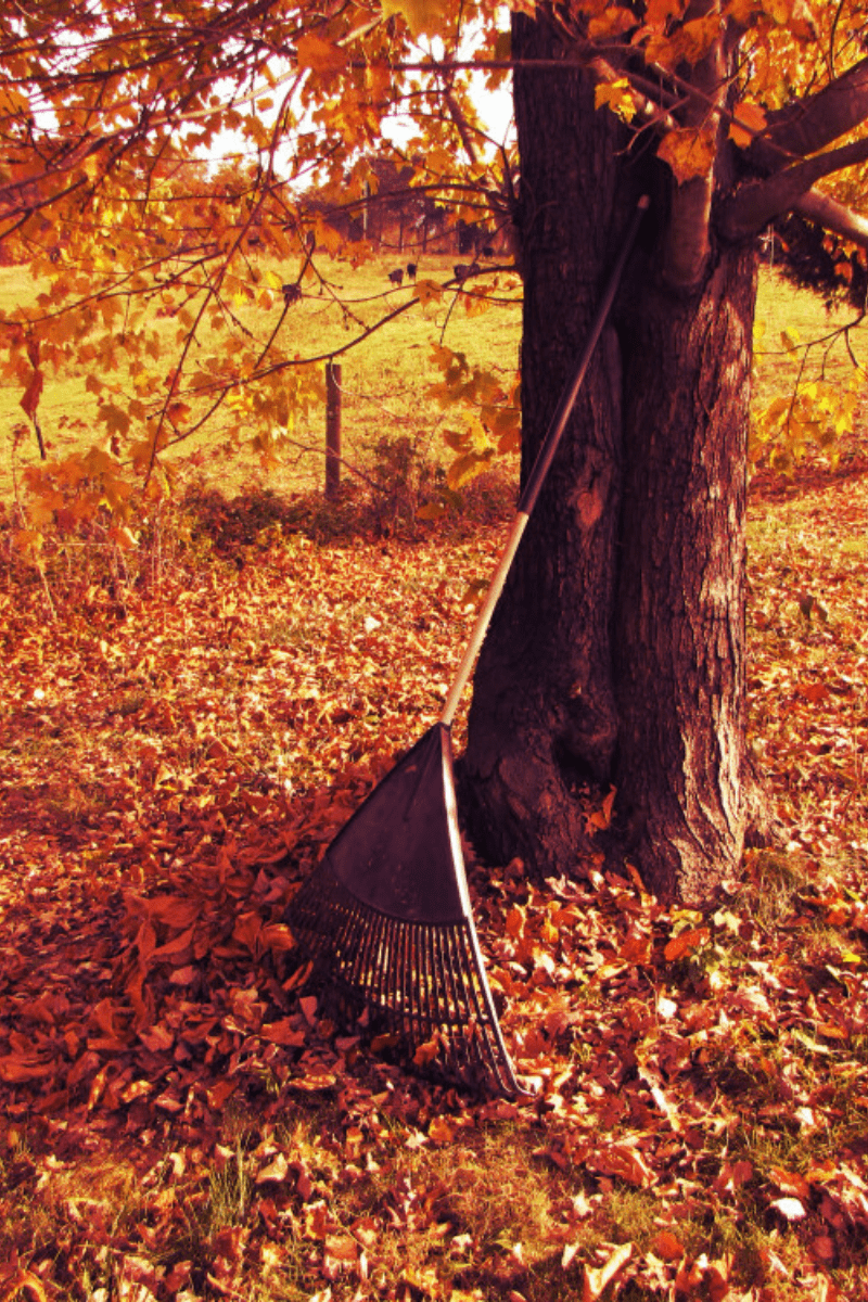 rake leaning against a tree in autumn with leaves on the ground