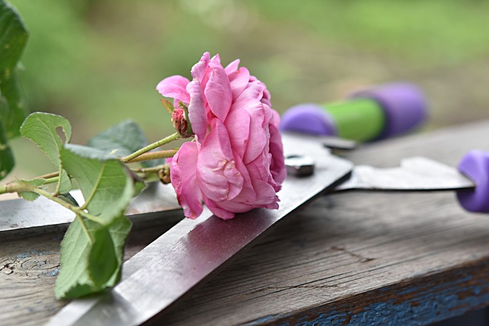 gardening. cut flower of a withering rose variety Mary Rose against the background of a pruner. rose care concept.