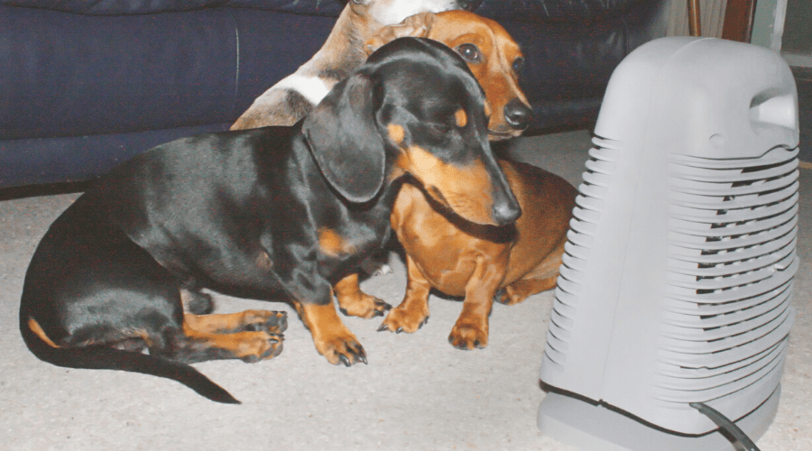 space heater vs gas heat space heater with dogs wide
