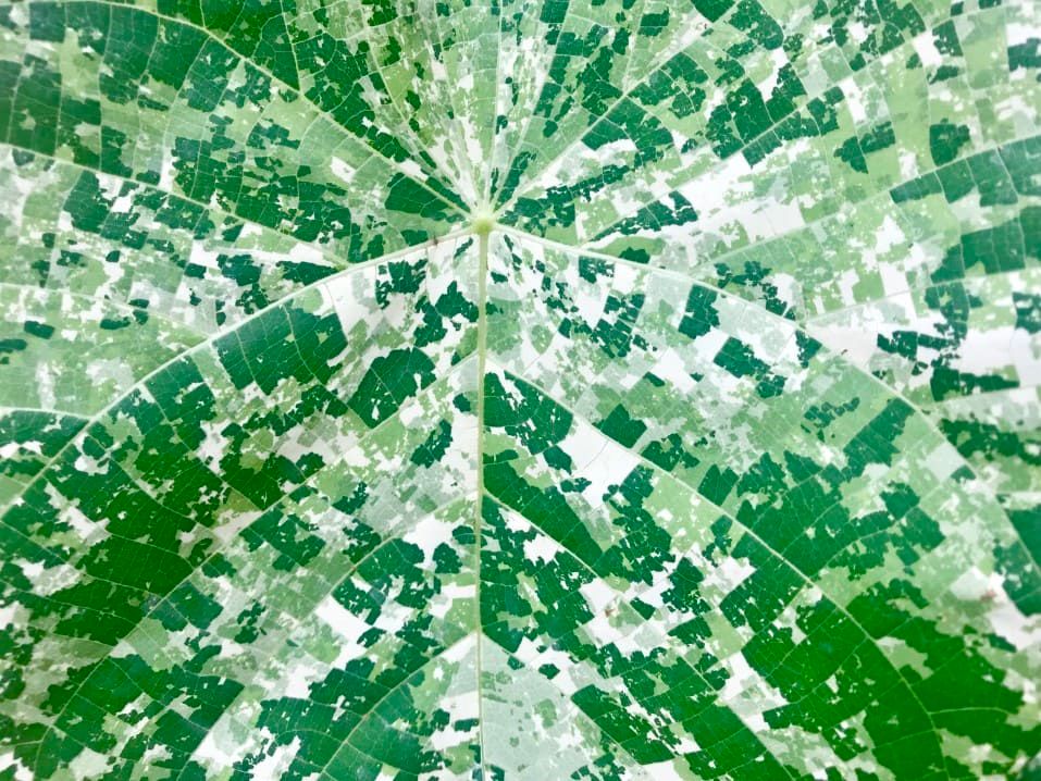 variegated foliage of a mosaic plant or camouflage plant