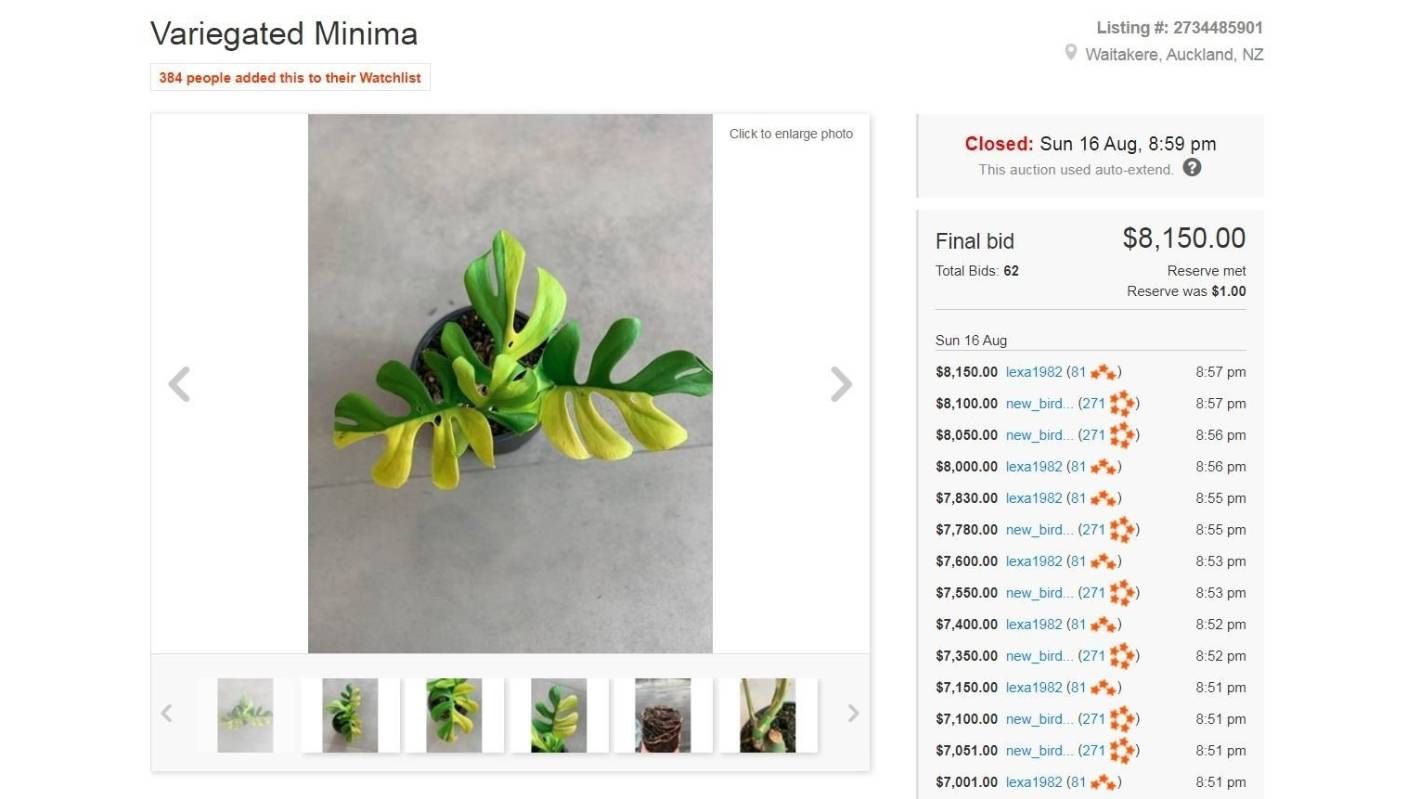 trade me record breaking philodendron minima auction