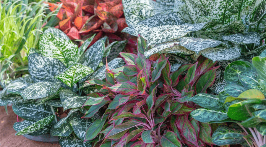 aglaonema chinese evergreens of many kinds in a flower bed