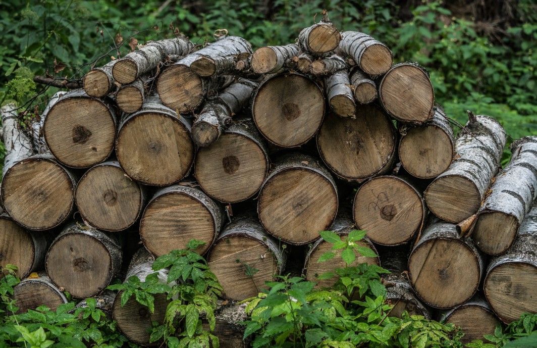 Is Oak Good for Firewood? Oak Firewood Guide