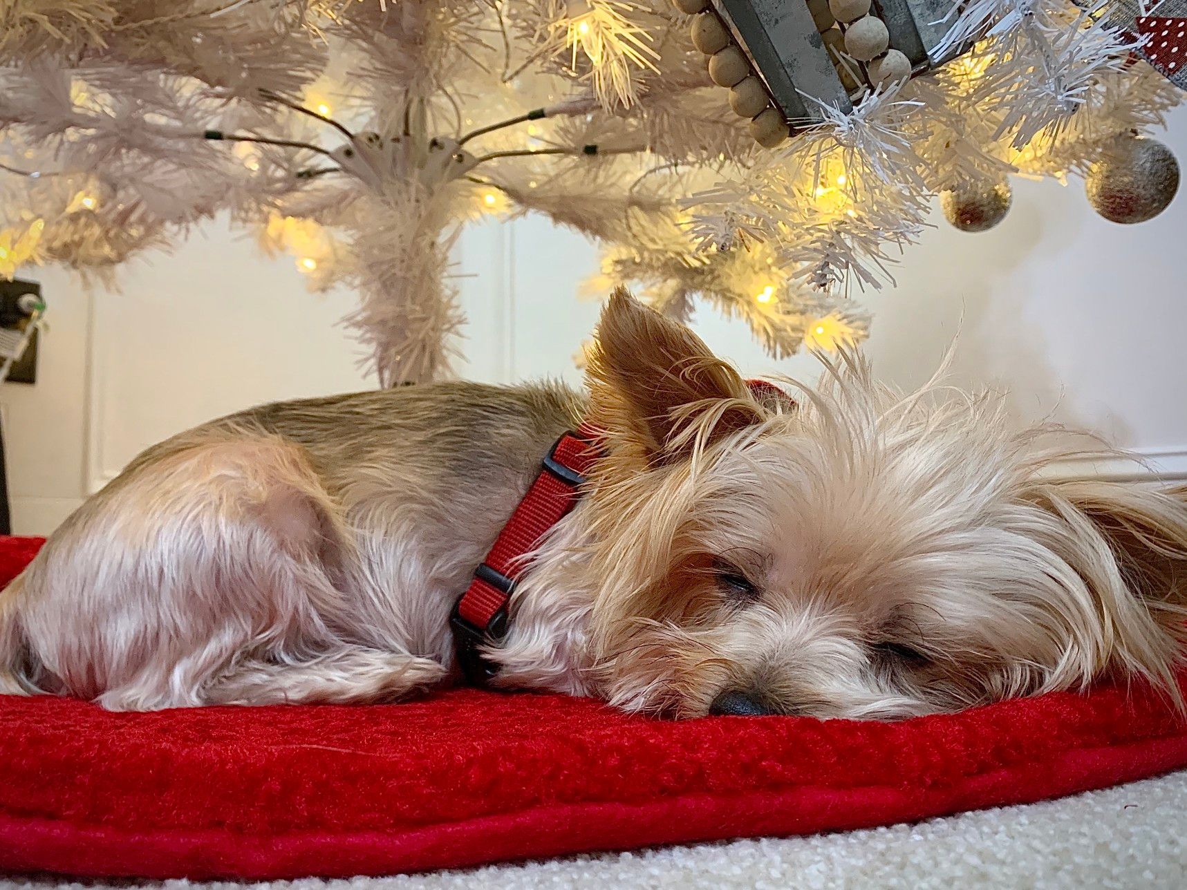 29 Best Unique Christmas Tree Ideas for Your Home in 2021