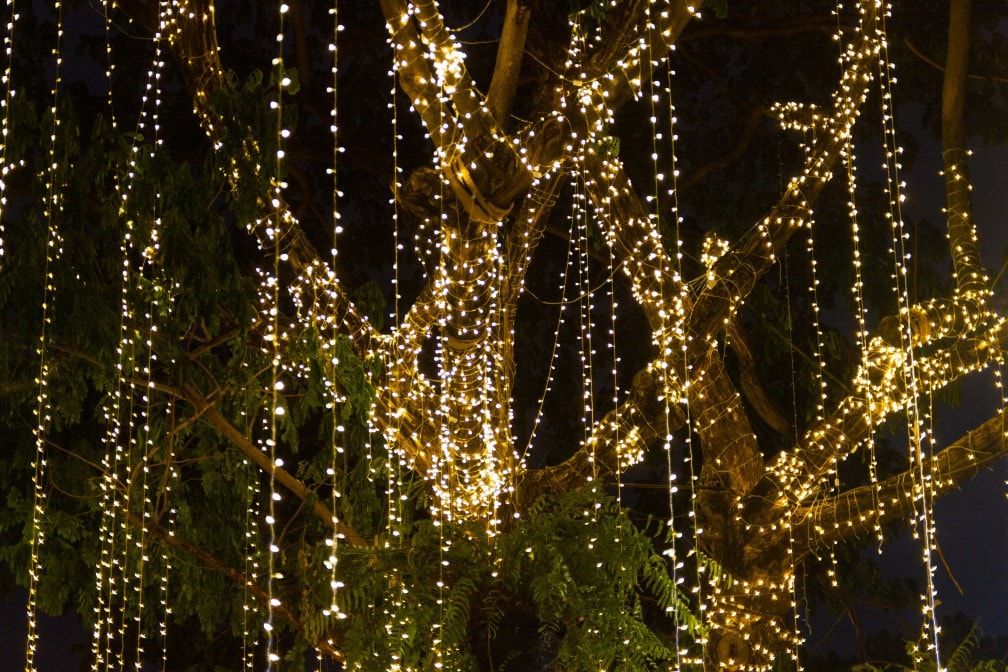cable of string led lights on tree in the garden at night time