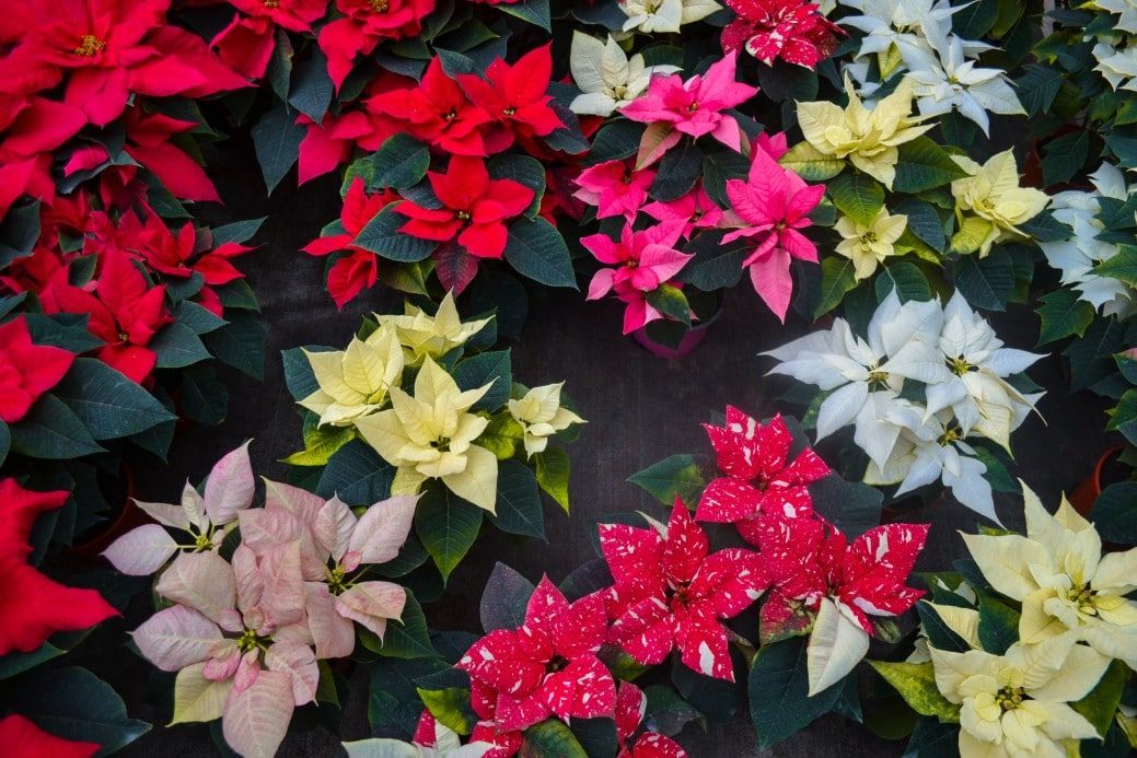 poinsettias in every color and shape for sale