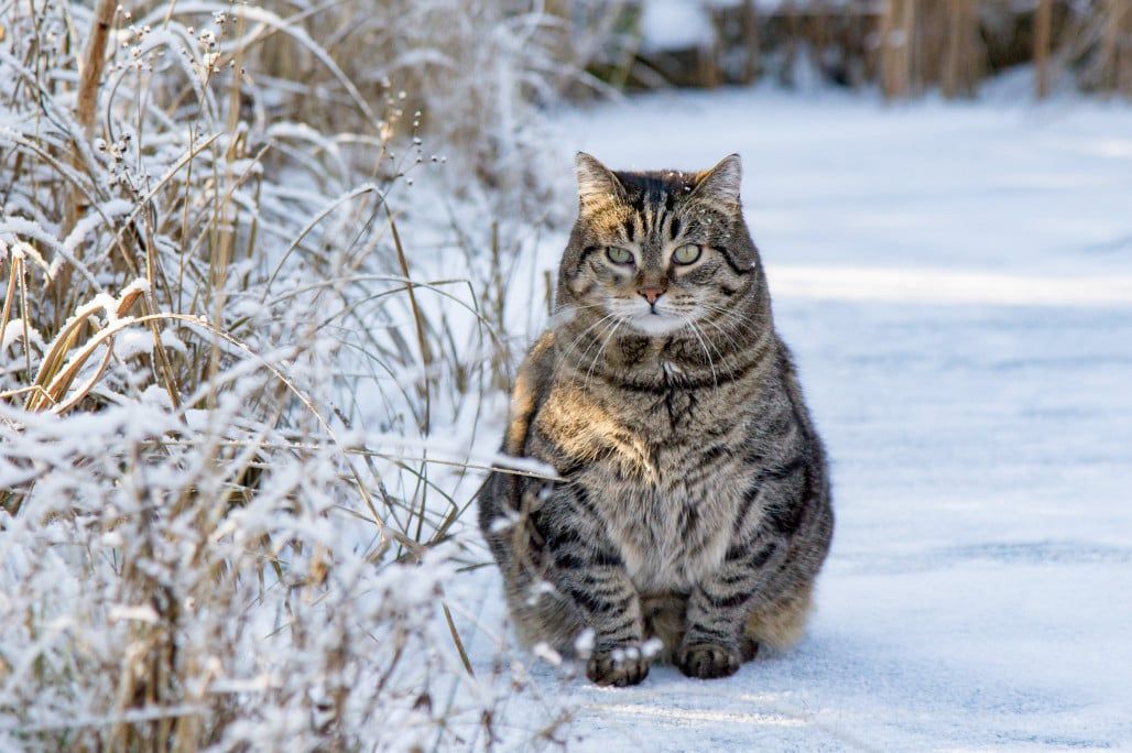 animal, winter, snow, cat, cute, nice, happy, cats, happy pet