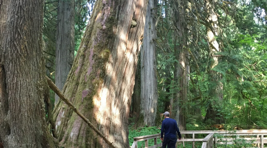 Western red cedar trees in Mount Rainier national Park