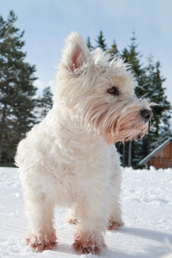 a small white dog stands in snow outdoors in winter