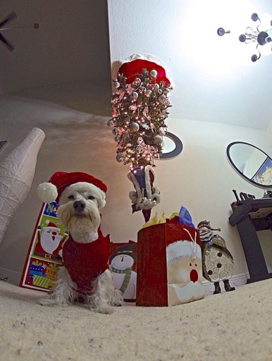 dog in santa suit with upside down tree fisheye lens