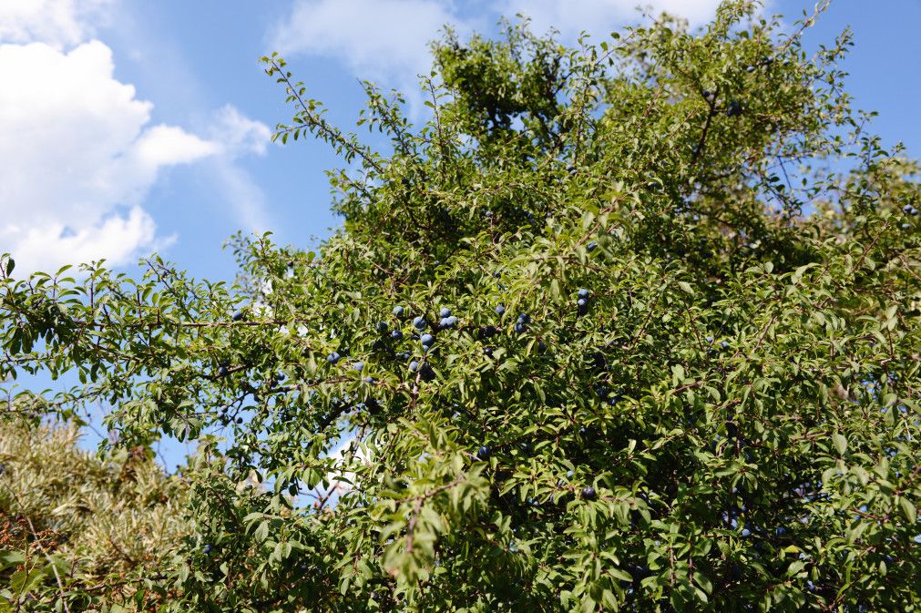 fruit of Blackthorn (Prunus spinosa)