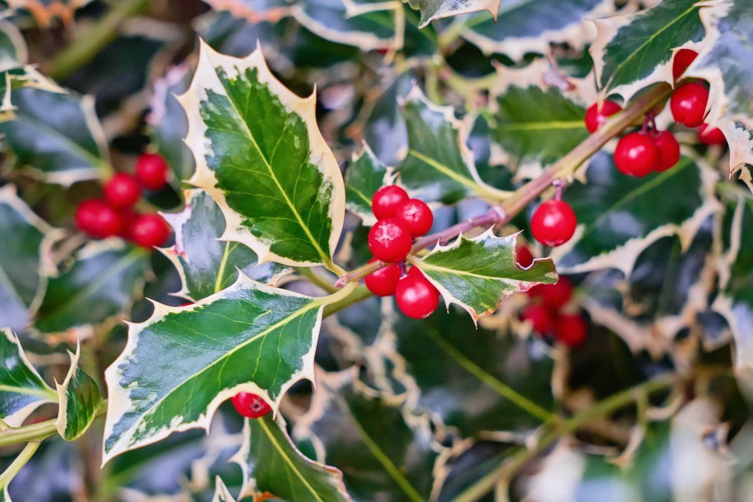 holly leaves variegated with red berries outdoor christmas plants