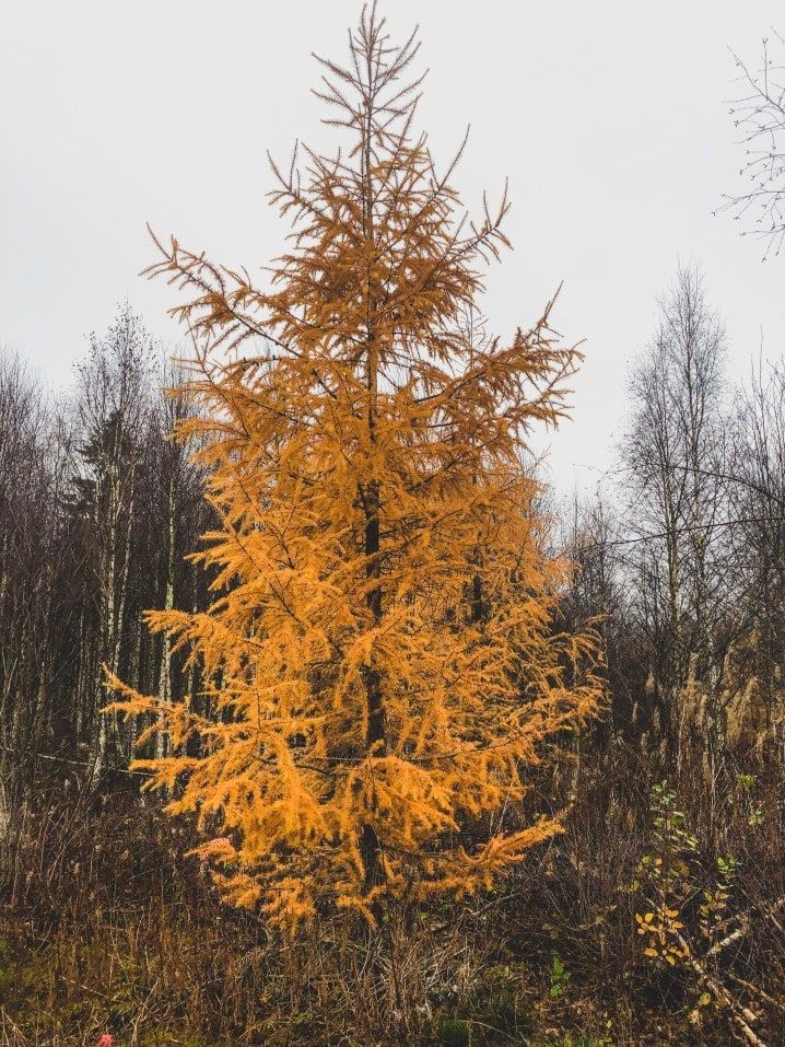 The Many Types of Firewood A Guide to What to Burn (And What You Shouldn't)