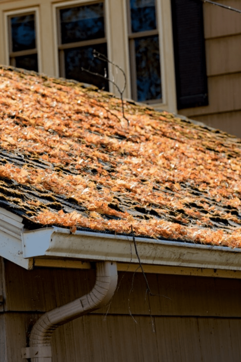 Fallen Autumn leaves on the roof of a home with rain gutters no guard