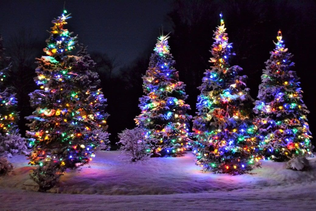 outdoor christmas trees in snow with colorful lights at night