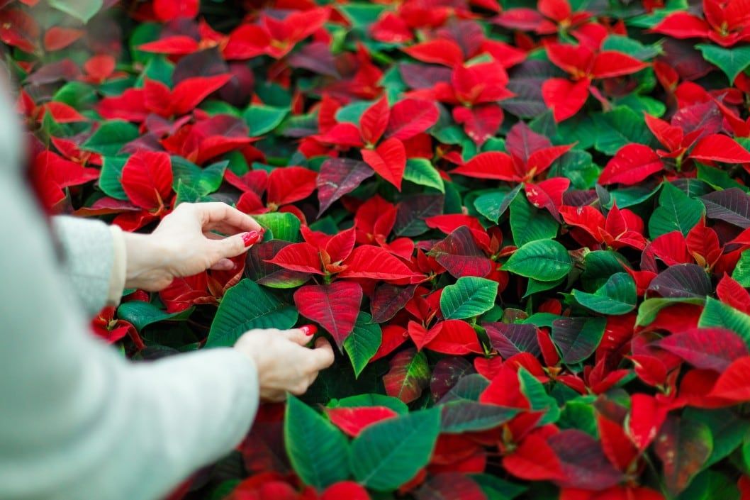 a woman with red nails looking at poinsettias for sale