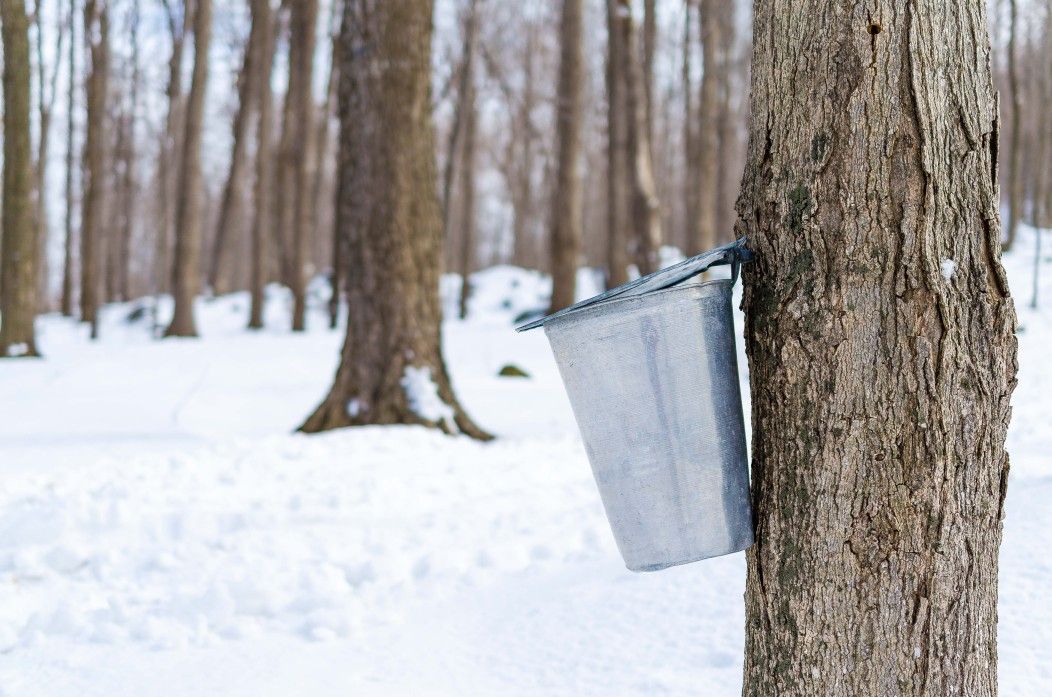 maple sap and resin content a maple tree with tap and pail for sugar syrup collection