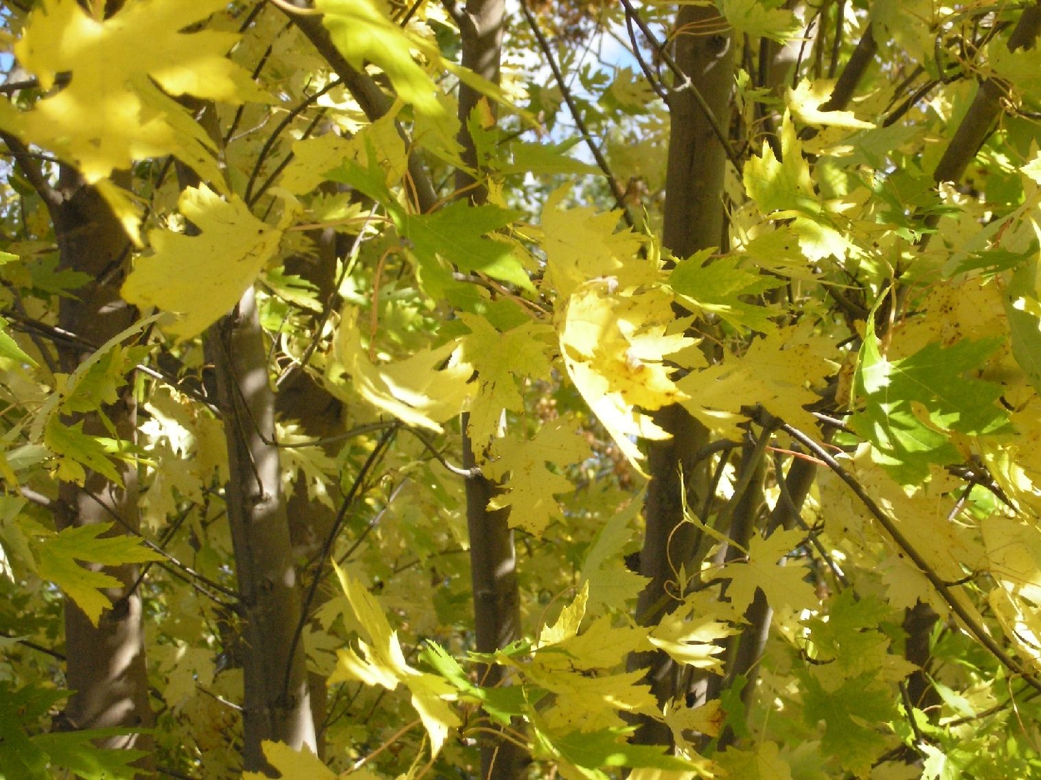 silver maple foliage in fall