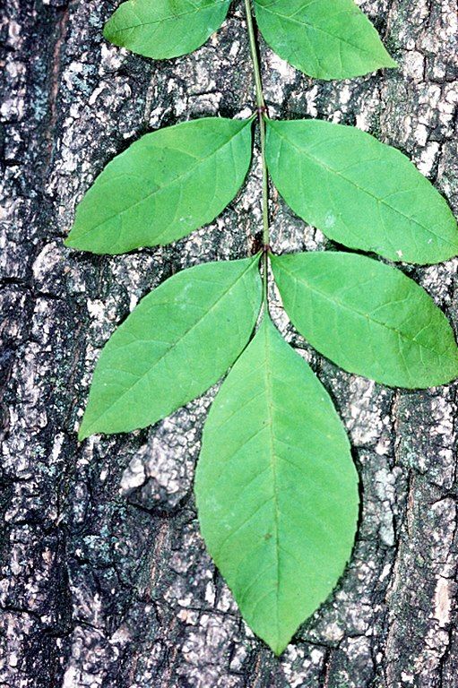  bark and leaf green ash tree firewood guide identification