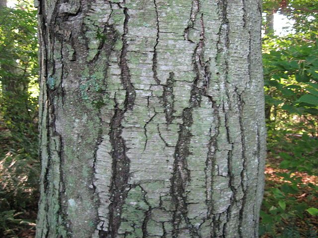 Black birch tree closeup of mature bark.