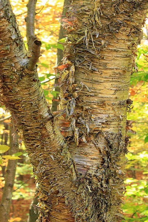 Yellow birch (Betula alleghaniensis) with peeling bark along the Frank Gantz Trail, Monroe County, within Gouldsboro State Park.